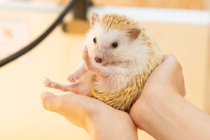 ヨツユビハリネズミ