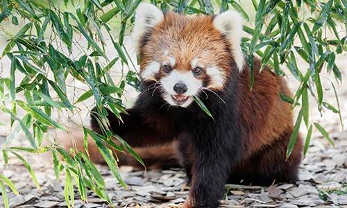 鈴廣かまぼこ商品