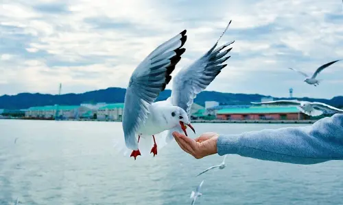 かもめエサやり写真
