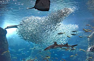 新江ノ島水族館