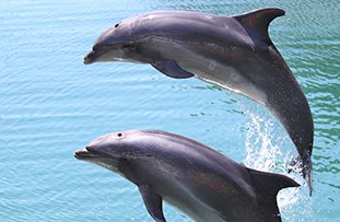 下田海中水族館